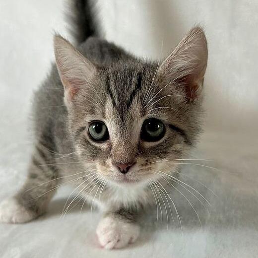 Ezra, a Adoptable Domestic Short Hair in Johnson City, TN image 2/4