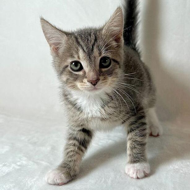 Ezra, a Adoptable Domestic Short Hair in Johnson City, TN image 3/4