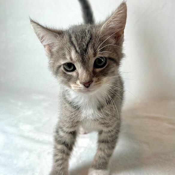 Ezra, a Adoptable Domestic Short Hair in Johnson City, TN image 4/4