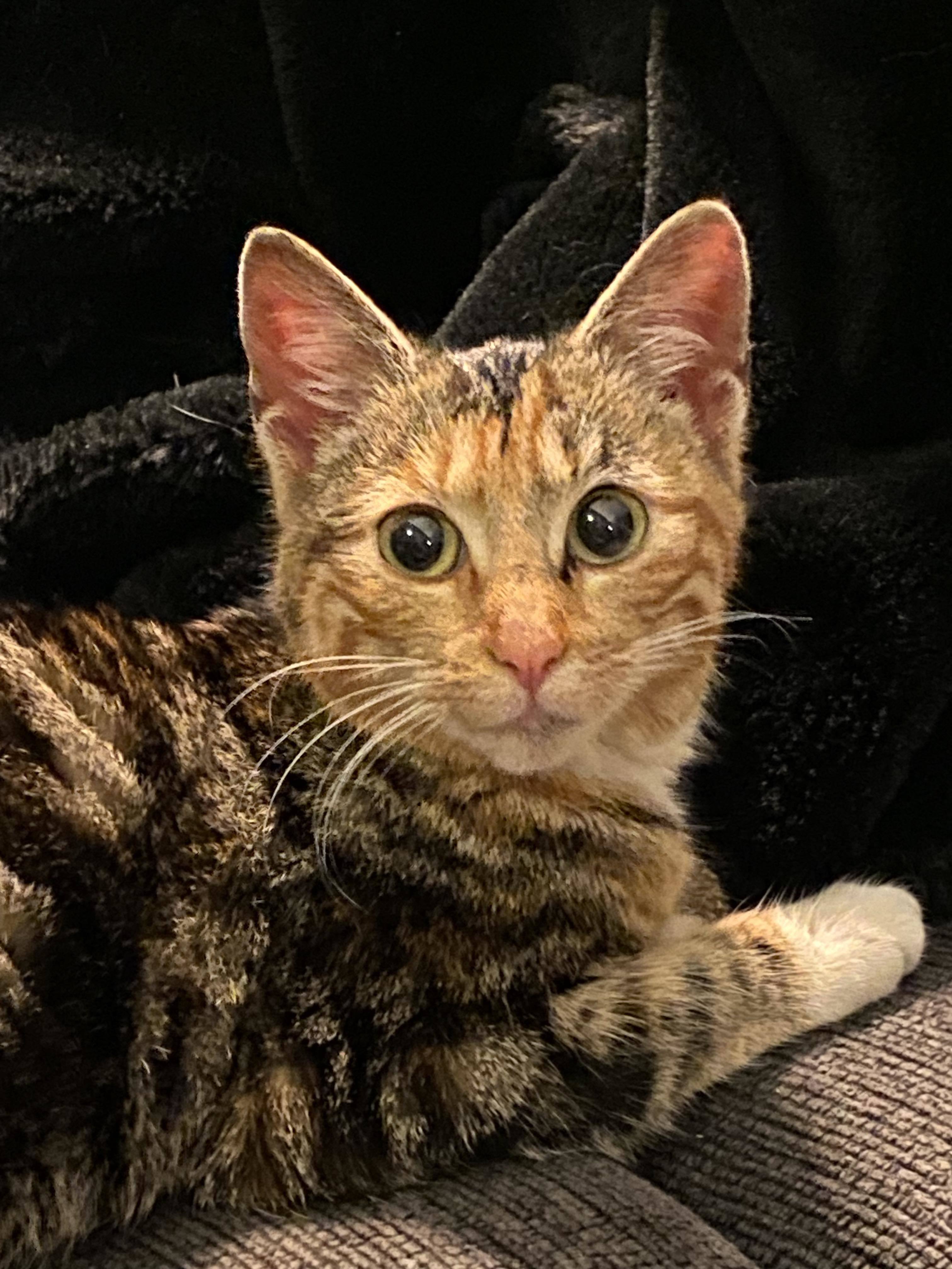 Carmella, Adopted, Kitten Female Domestic Short Hair.