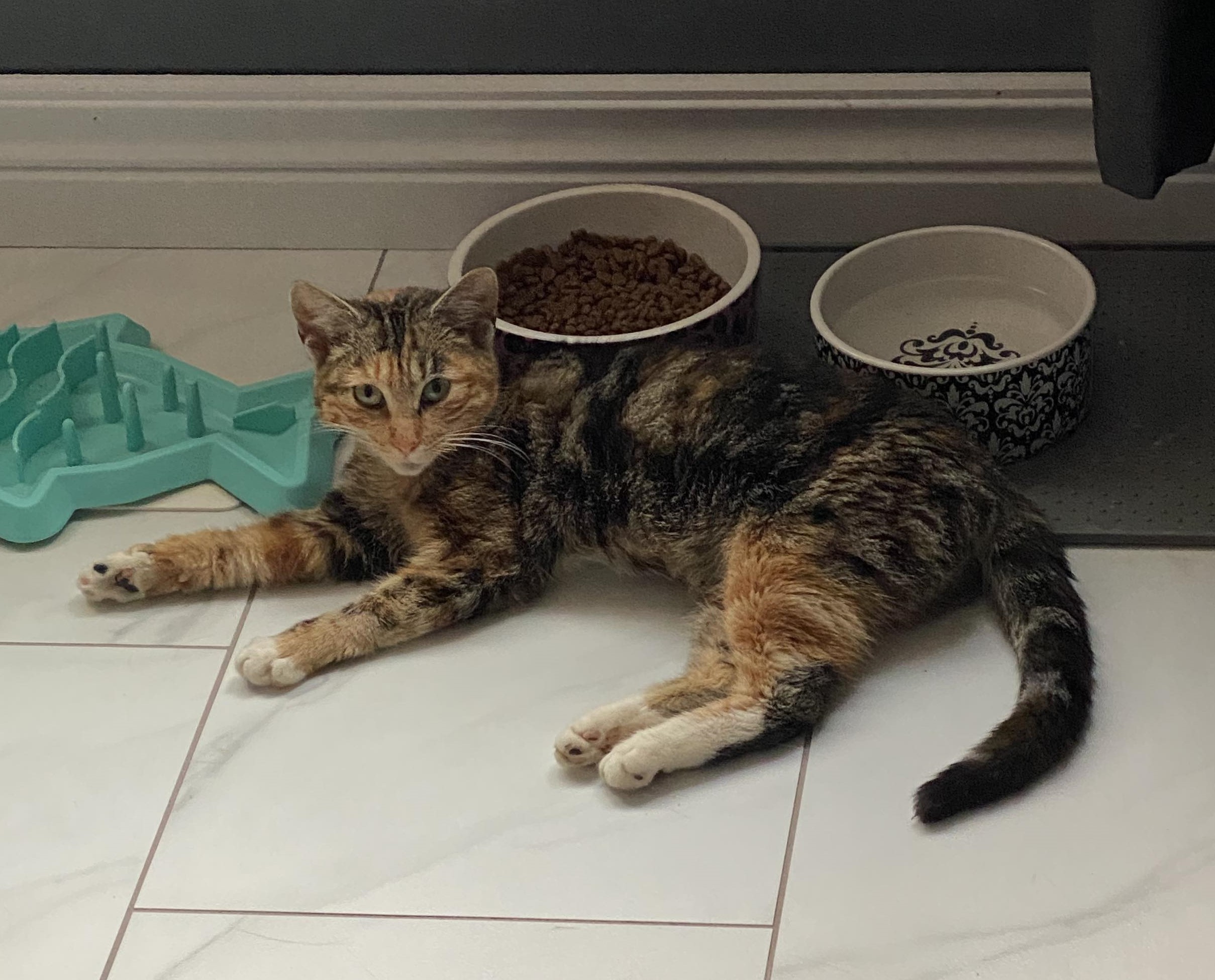 Carmella, a Adopted mixed breed in Tillsonburg, ON image 3/5