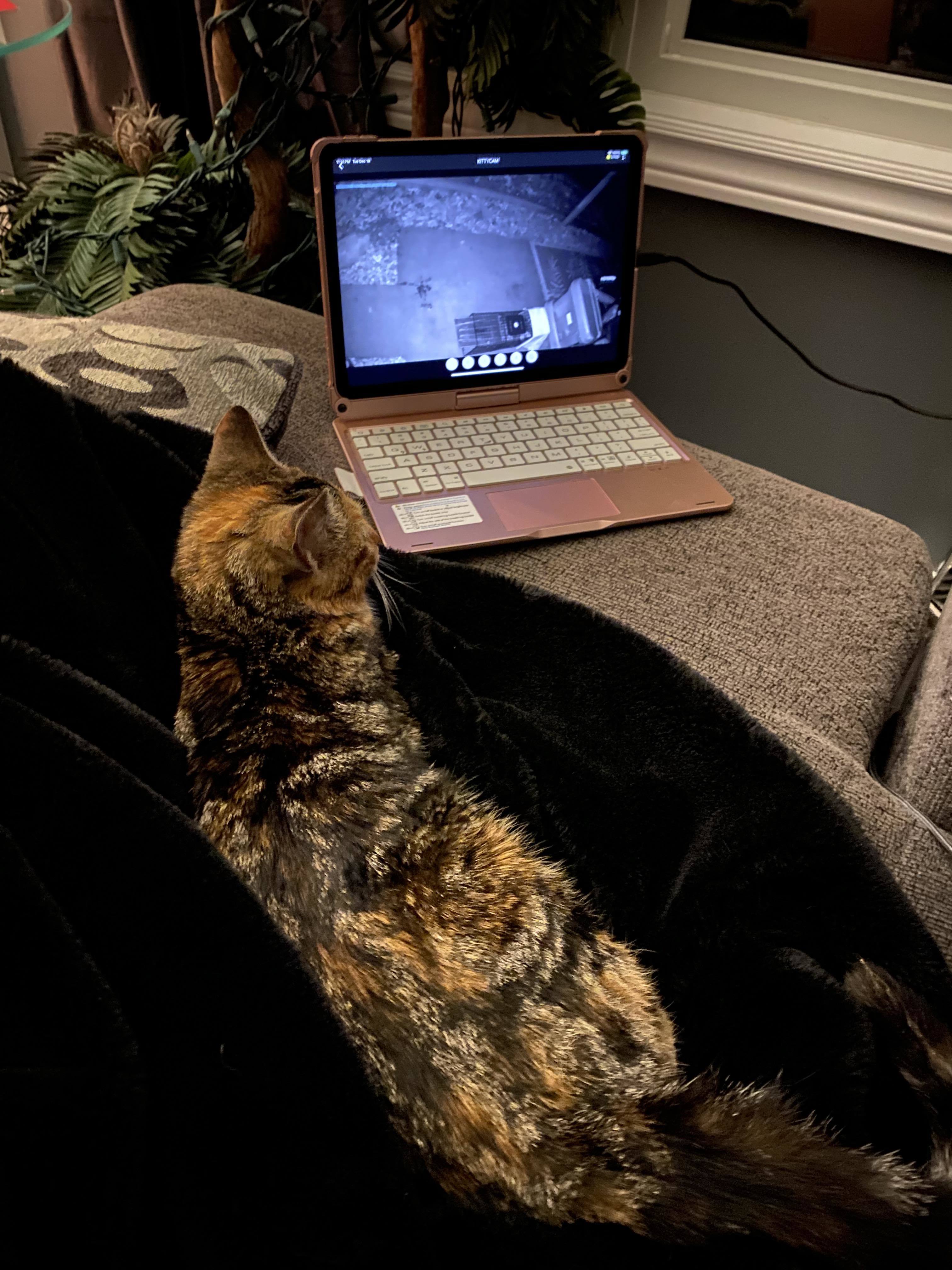 Carmella, a Adopted mixed breed in Tillsonburg, ON image 4/5