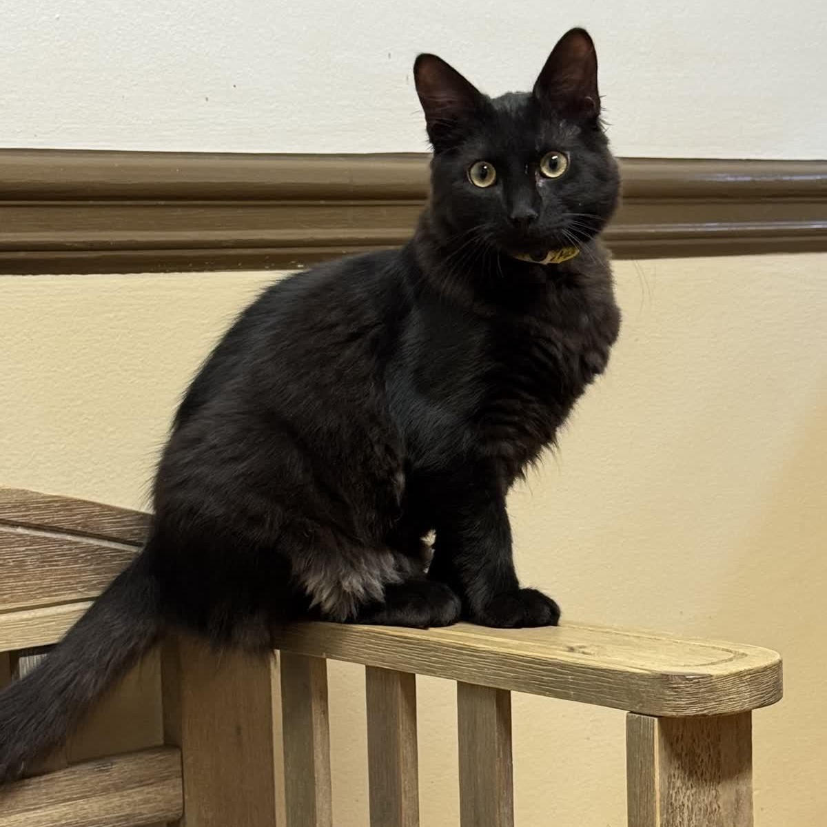 KITTEN O'Malley -- VISIT ME AT VETERINARY MEDICAL CENTER, adopted, Kitten Male Domestic Long Hair.