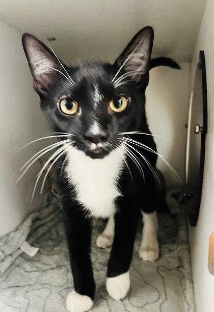 Igor (Pounce Cat Cafe), Adoptable, Kitten Male Domestic Short Hair & Domestic Short Hair.