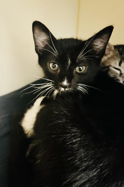 Igor (Pounce Cat Cafe), Adoptable, Kitten Male Domestic Short Hair & Domestic Short Hair.