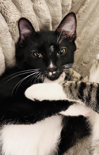 Enlarge Igor (Pounce Cat Cafe), a Adoptable mixed breed in Savannah, GA image 2/3