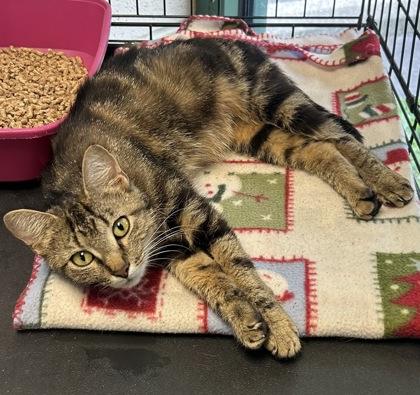 CeCe — thumbnail 3