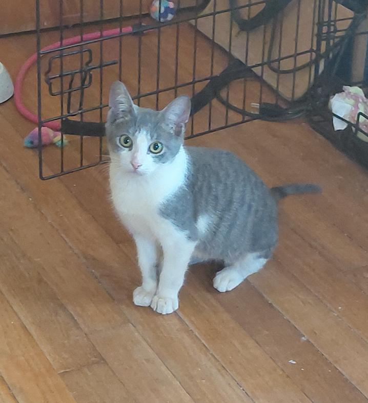 Enlarge Casey, a Adopted Domestic Medium Hair in Tampa, FL image 1/3