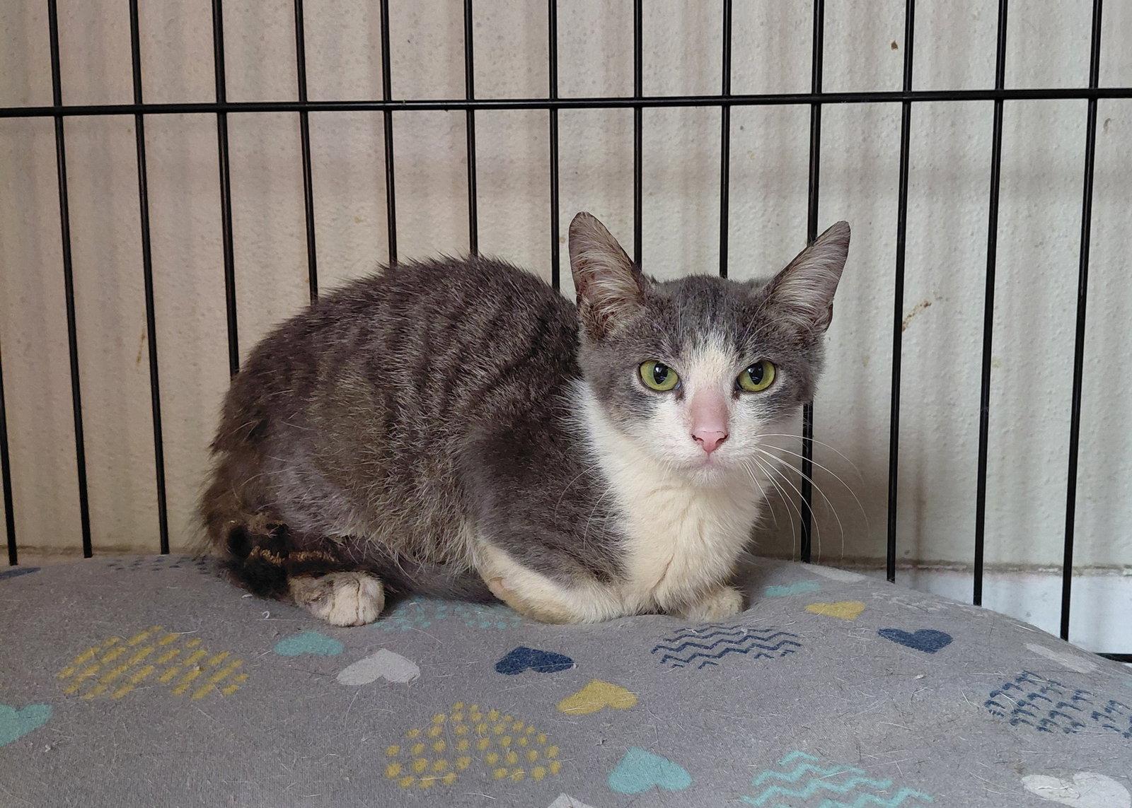 Enlarge Casey, a Adopted Domestic Medium Hair in Tampa, FL image 2/3