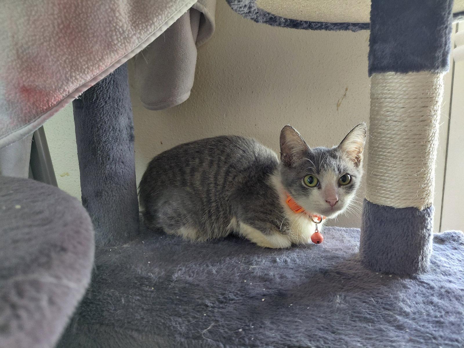 Enlarge Casey, a Adopted Domestic Medium Hair in Tampa, FL image 3/3