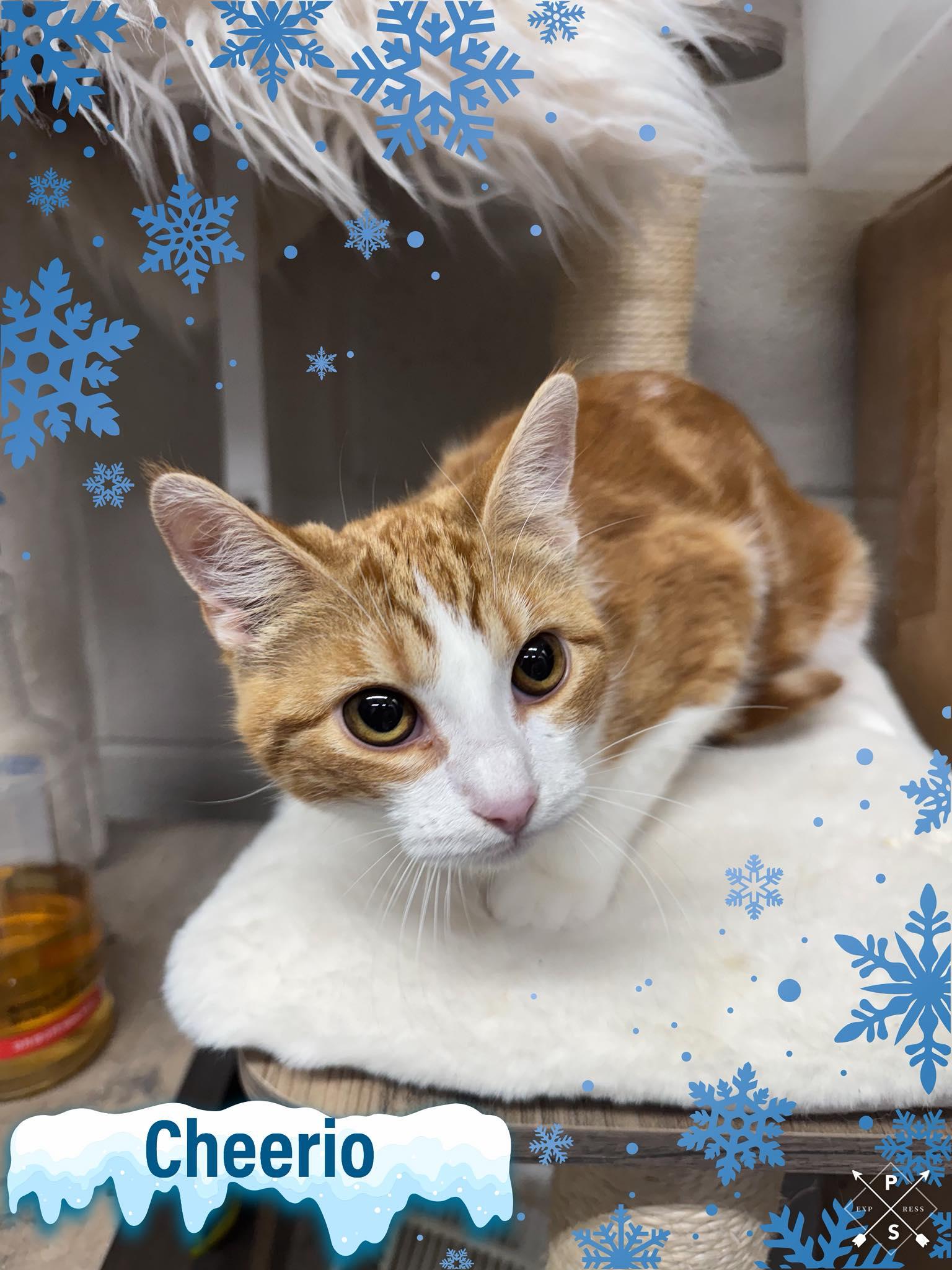 Cheerio, Adoptable, Adult Male American Shorthair.