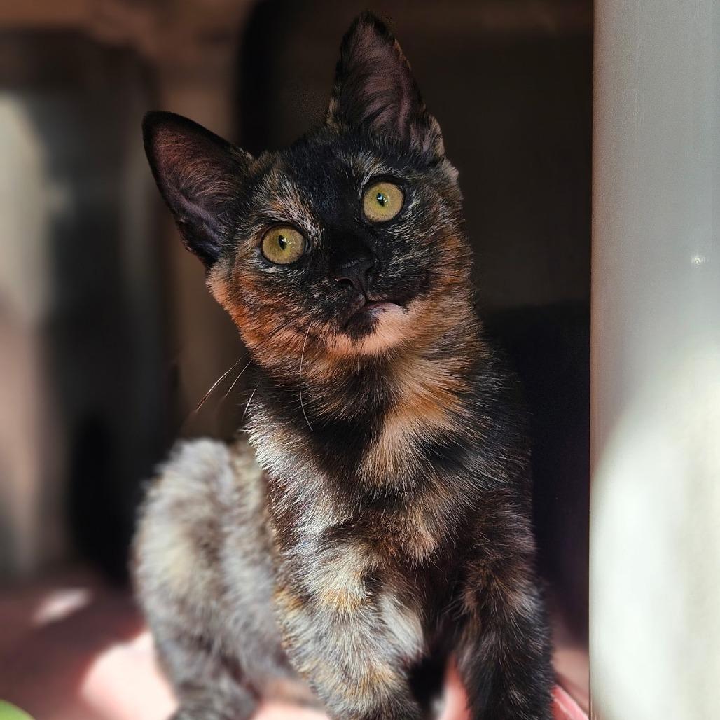 Enlarge Juno, a Adoptable Domestic Short Hair in Walden, NY image 1/1