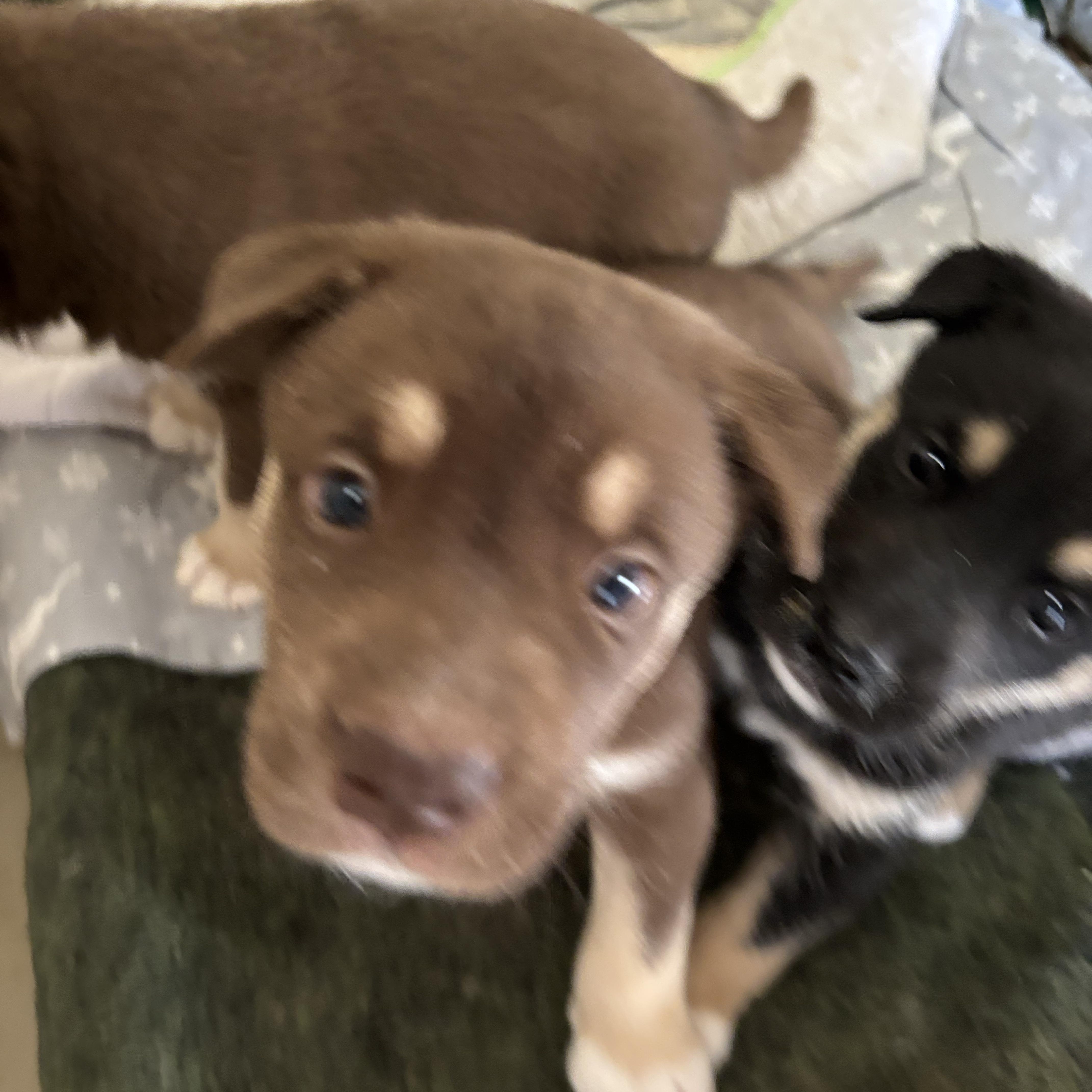 Lilly, ADOPTABLE, Puppy Female Husky.