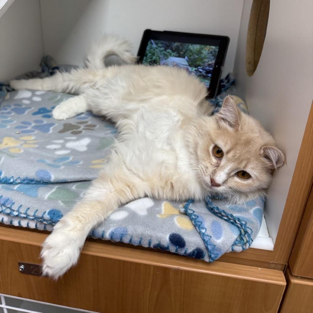 Pepper Jack, a Adoptable Domestic Medium Hair in Las Vegas, NV image 2/2