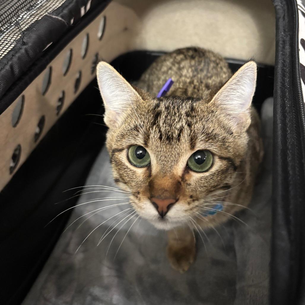 Enlarge Munchkin, a Adoptable Domestic Short Hair in Houston, TX image 1/1