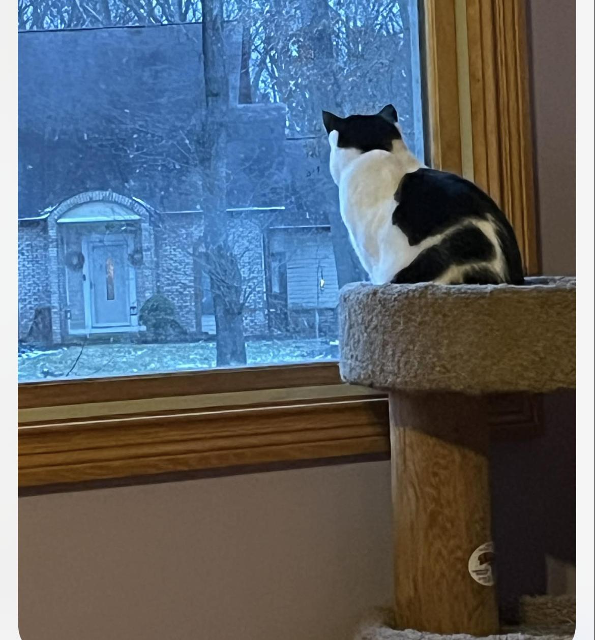 Enlarge Momma Moustache, a ADOPTABLE Domestic Short Hair in Wadsworth, OH image 3/3