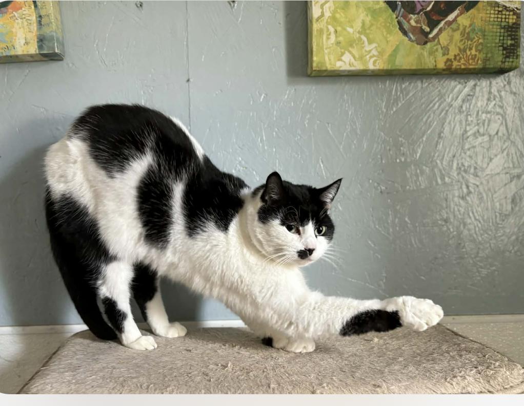 Enlarge Momma Moustache, a ADOPTABLE Domestic Short Hair in Wadsworth, OH image 1/3