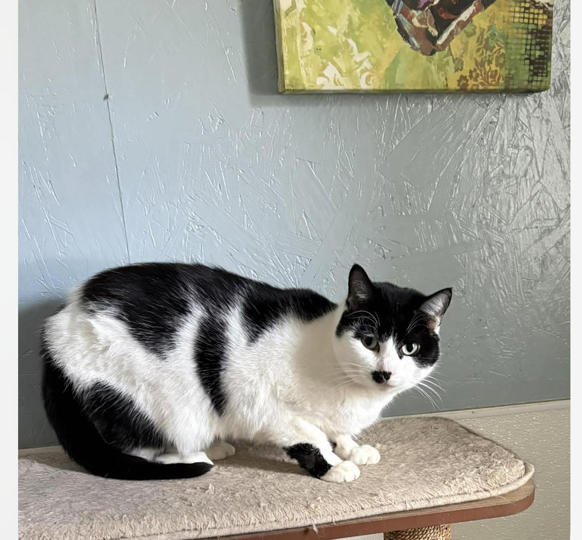 Enlarge Momma Moustache, a ADOPTABLE Domestic Short Hair in Wadsworth, OH image 2/3