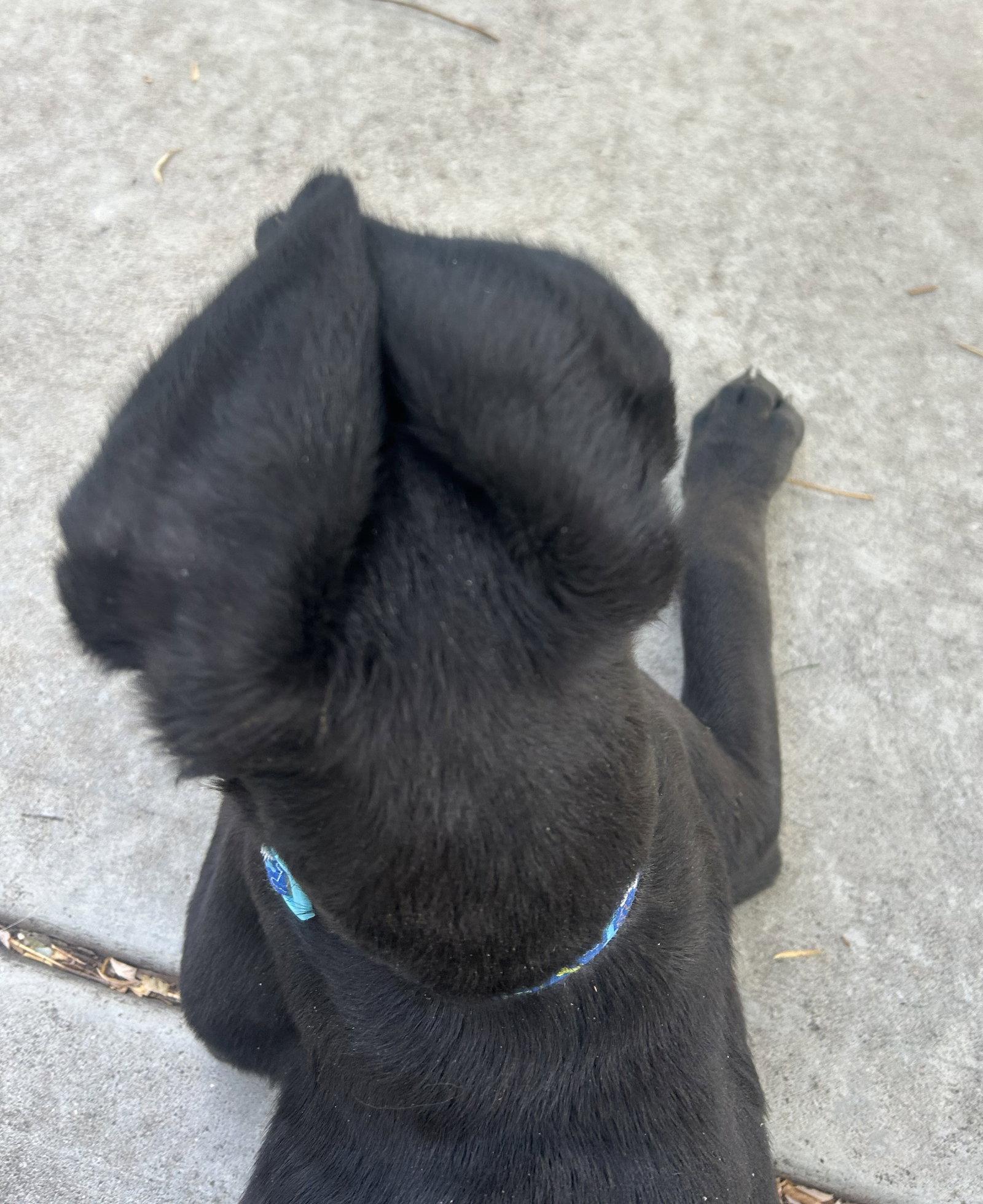 Enlarge Bjorn, a Adoptable Labrador Retriever in Evergreen, CO image 1/3
