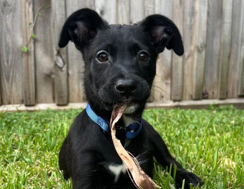 Enlarge Bjorn, a Adoptable Labrador Retriever in Evergreen, CO image 2/3