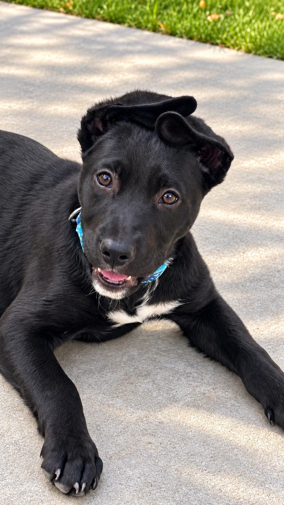 Enlarge Bjorn, a Adoptable Labrador Retriever in Evergreen, CO image 3/3