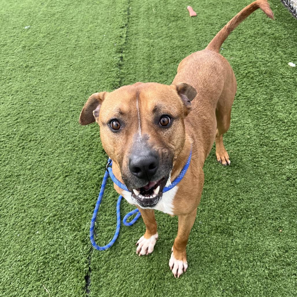 Bambino, Adoptable, Adult Male Pit Bull Terrier.