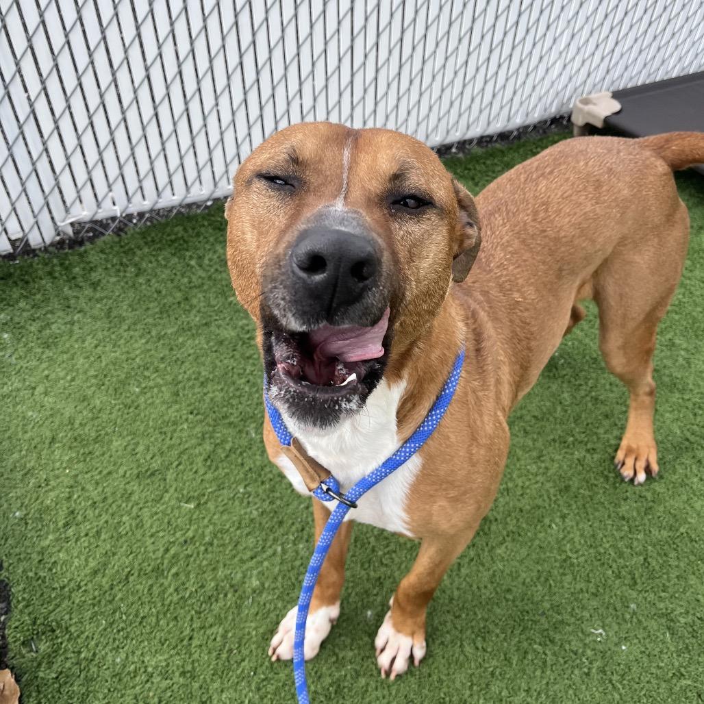 Enlarge Bambino, a Adoptable mixed breed in Bristol, IN image 2/6