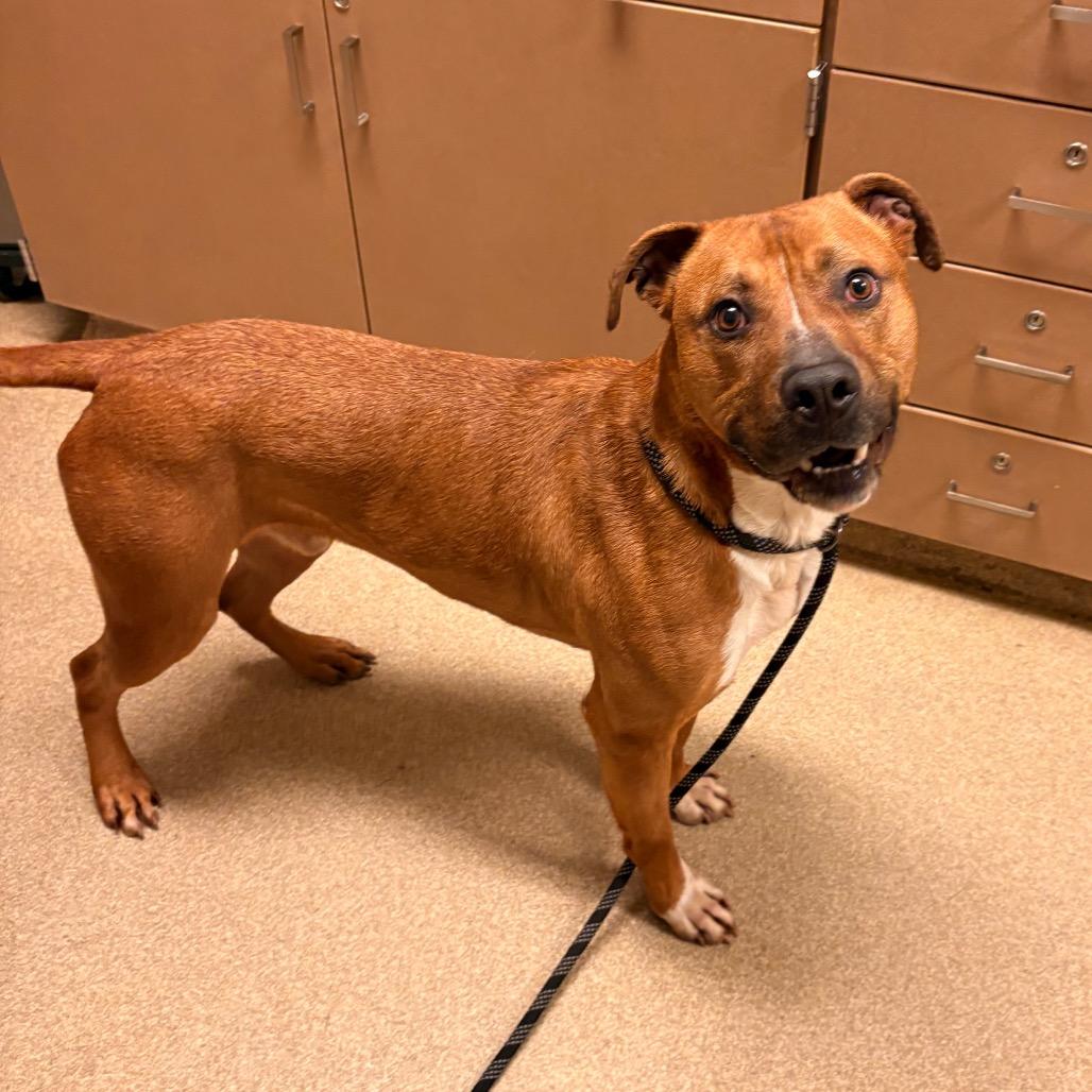 Enlarge Bambino, a Adoptable mixed breed in Bristol, IN image 3/6