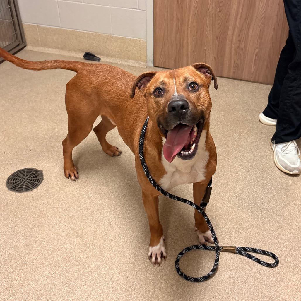 Enlarge Bambino, a Adoptable mixed breed in Bristol, IN image 4/6