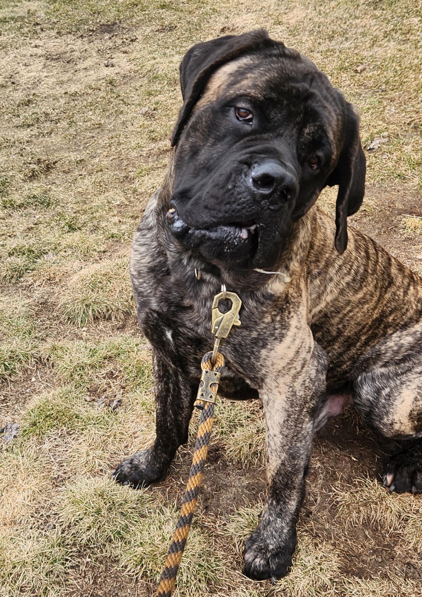 Enlarge Chompers, a Adopted Mastiff in Belleville, MI image 1/3
