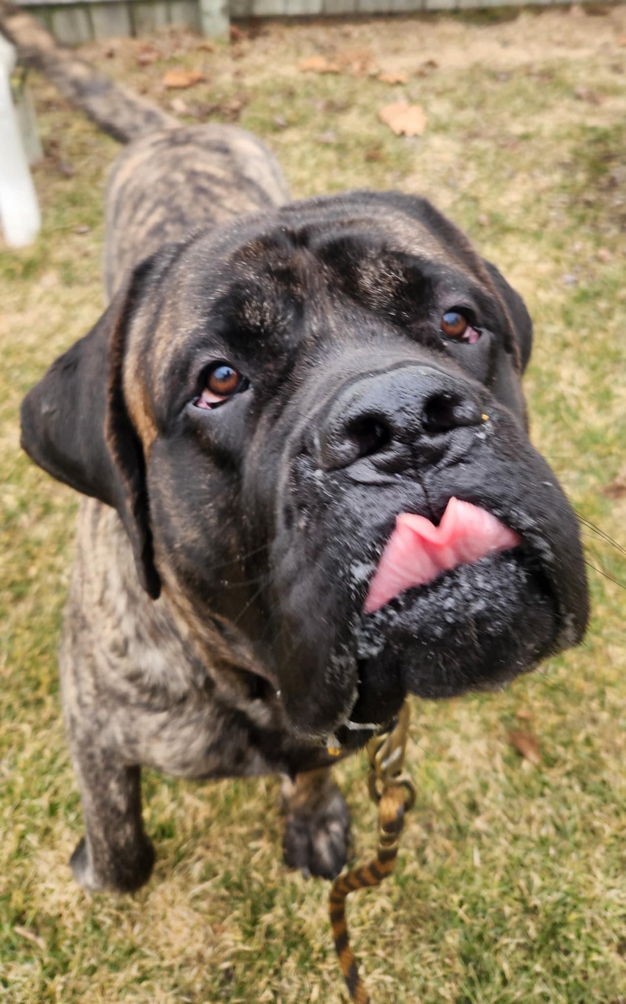 Enlarge Chompers, a Adopted Mastiff in Belleville, MI image 2/3
