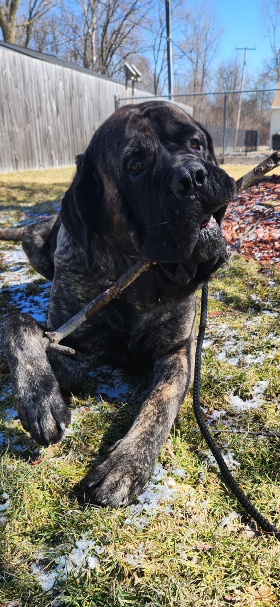 Enlarge Chompers, a Adopted Mastiff in Belleville, MI image 3/3