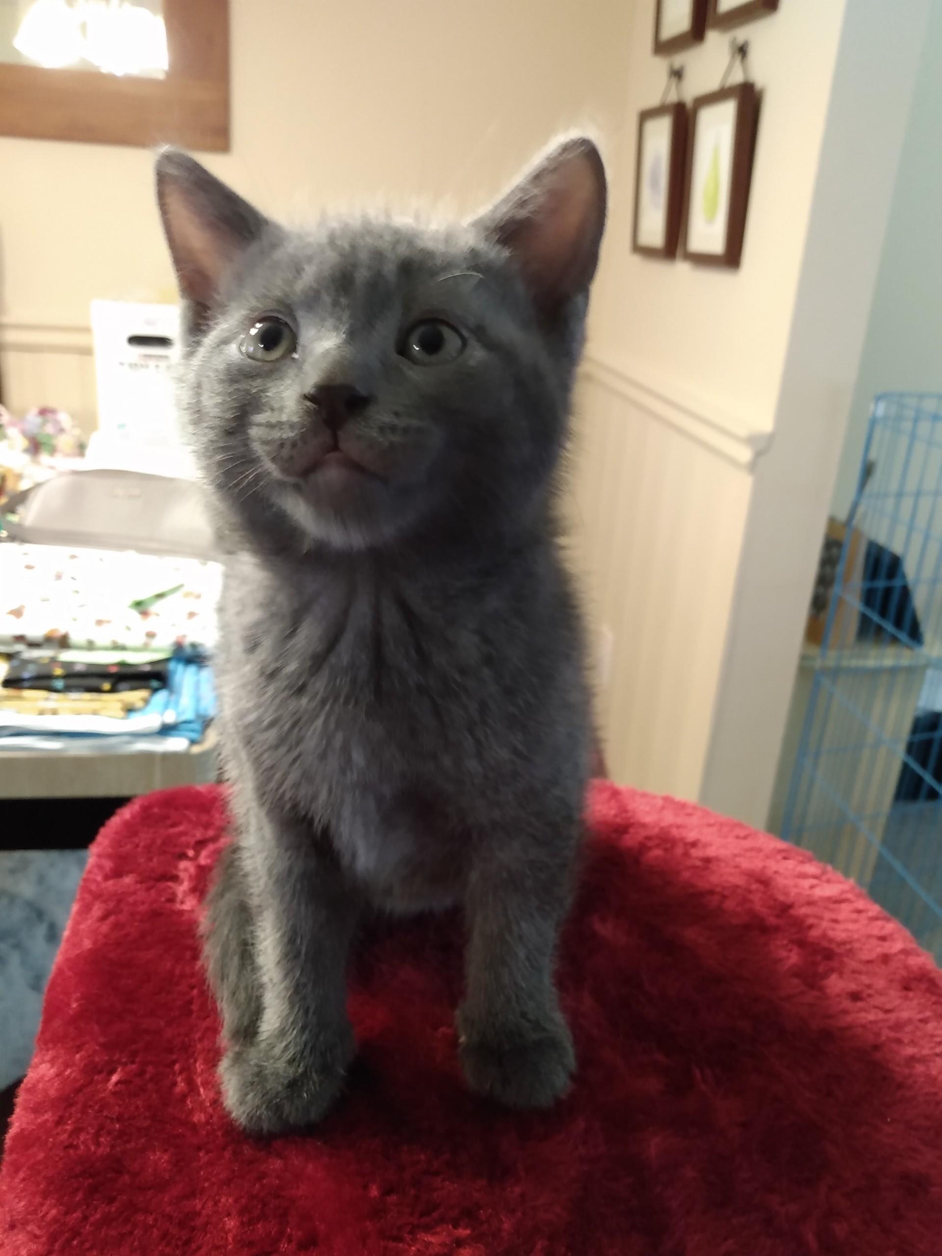 Enlarge KYLIE, a Adoptable mixed breed in Niagara on the Lake, ON image 5/5