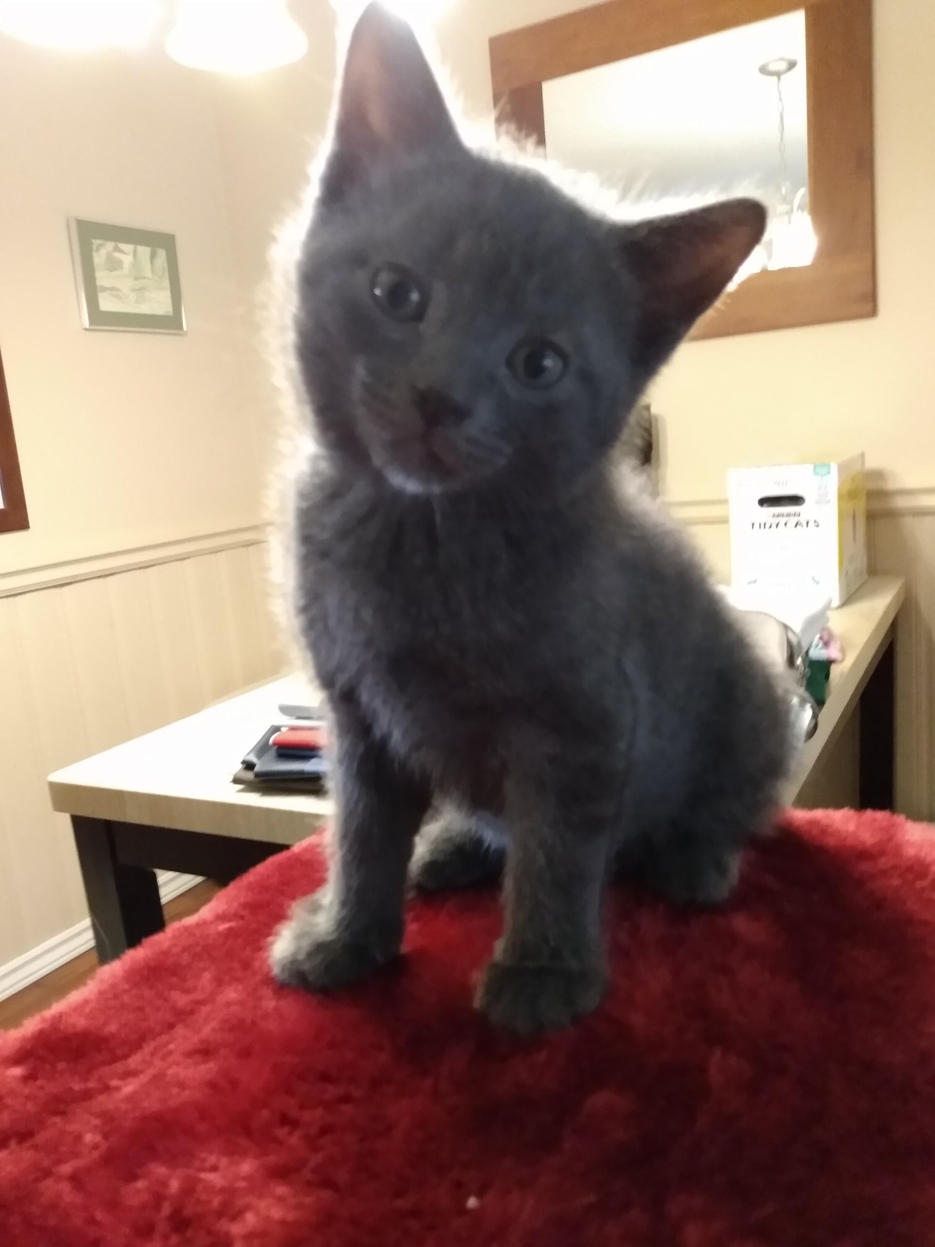 Enlarge KYLIE, a Adoptable mixed breed in Niagara on the Lake, ON image 3/5