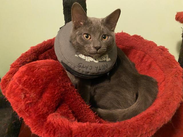 Enlarge KYLIE, a Adoptable mixed breed in Niagara on the Lake, ON image 1/5