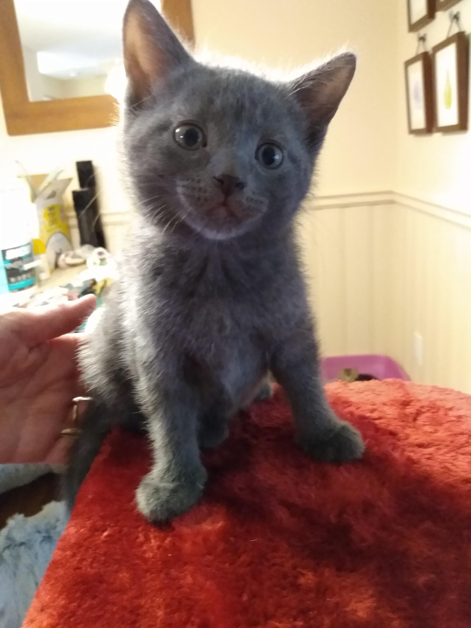 Enlarge KYLIE, a Adoptable mixed breed in Niagara on the Lake, ON image 4/5