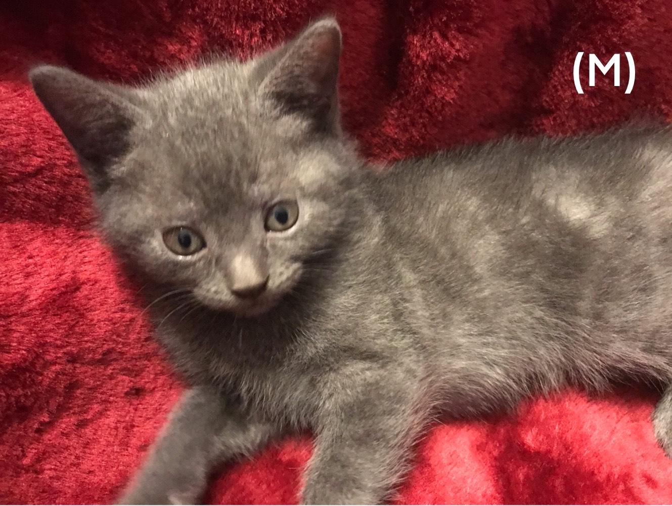 Enlarge KYLIE, a Adoptable mixed breed in Niagara on the Lake, ON image 2/5