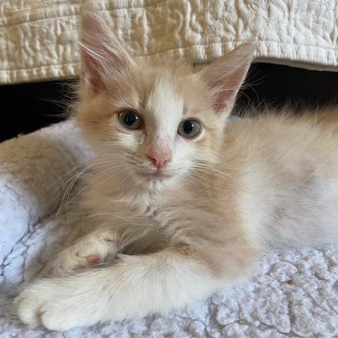 Fiddler, a Adoptable Domestic Medium Hair in Prosper, TX image 1/2