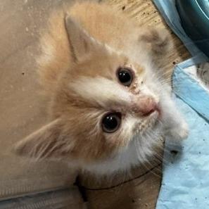 Fiddler, a Adoptable Domestic Medium Hair in Prosper, TX image 2/2