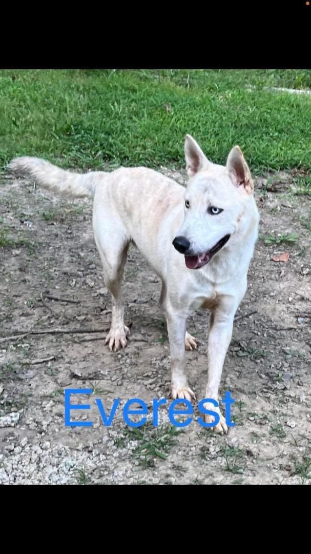 Dakota, Adoptable, Young Male Husky & German Shepherd Dog.