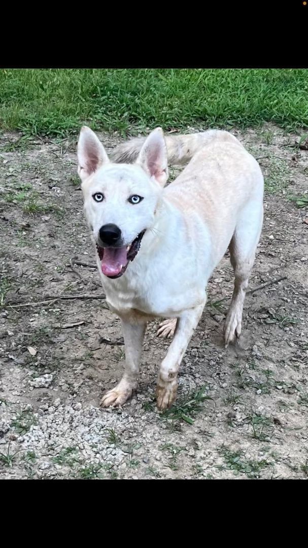 Dakota, a Adoptable mixed breed in Chattanooga, TN image 2/4
