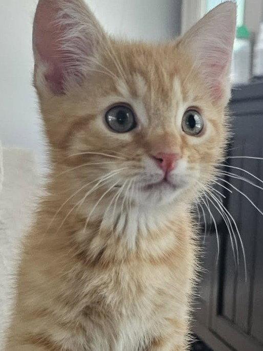 Conan, Adoptable, Kitten Male Domestic Short Hair.