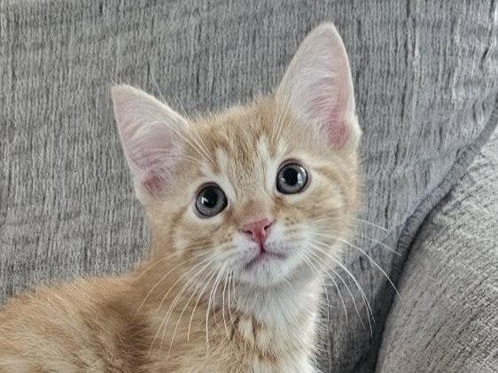 Enlarge Conan, a Adoptable Domestic Short Hair in Cookeville, TN image 3/3