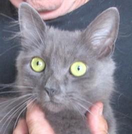 Miss Trudie, ADOPTABLE, Young Female Russian Blue.