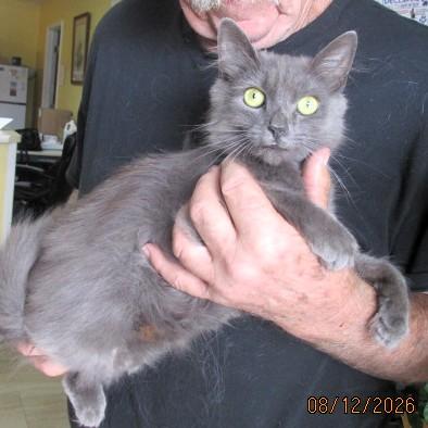 Enlarge Miss Trudie, a Adoptable mixed breed in Frederick, MD image 5/6