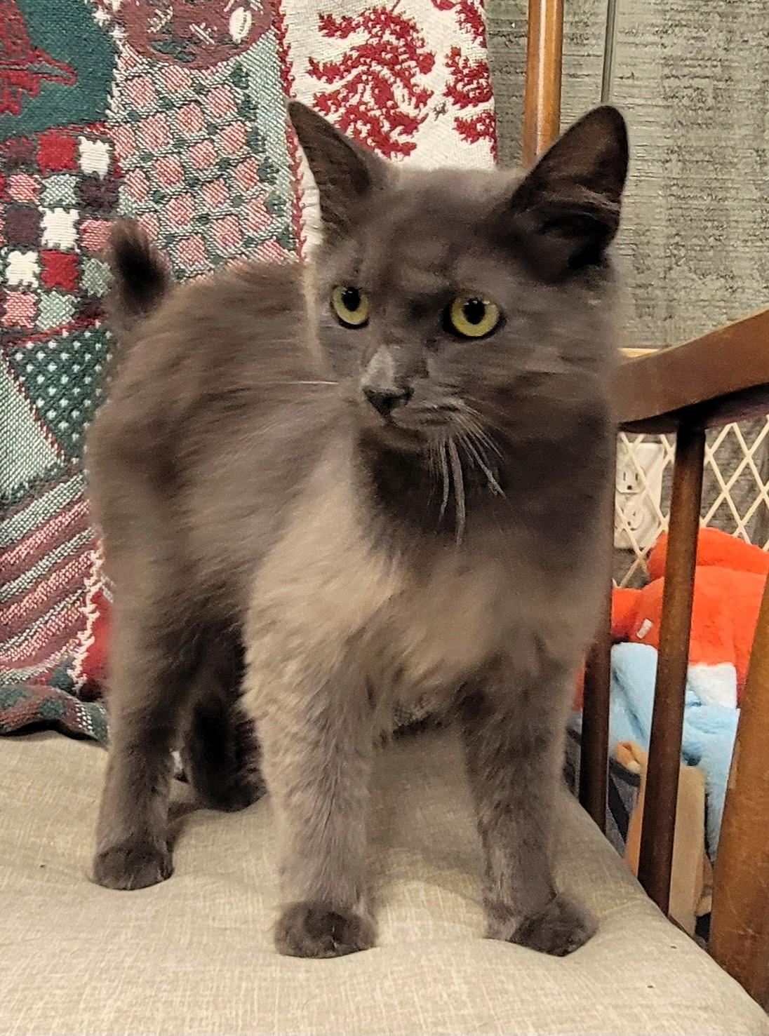 Enlarge Miss Trudie, a Adoptable mixed breed in Frederick, MD image 3/6
