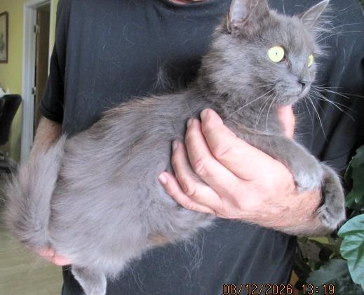 Enlarge Miss Trudie, a Adoptable mixed breed in Frederick, MD image 6/6