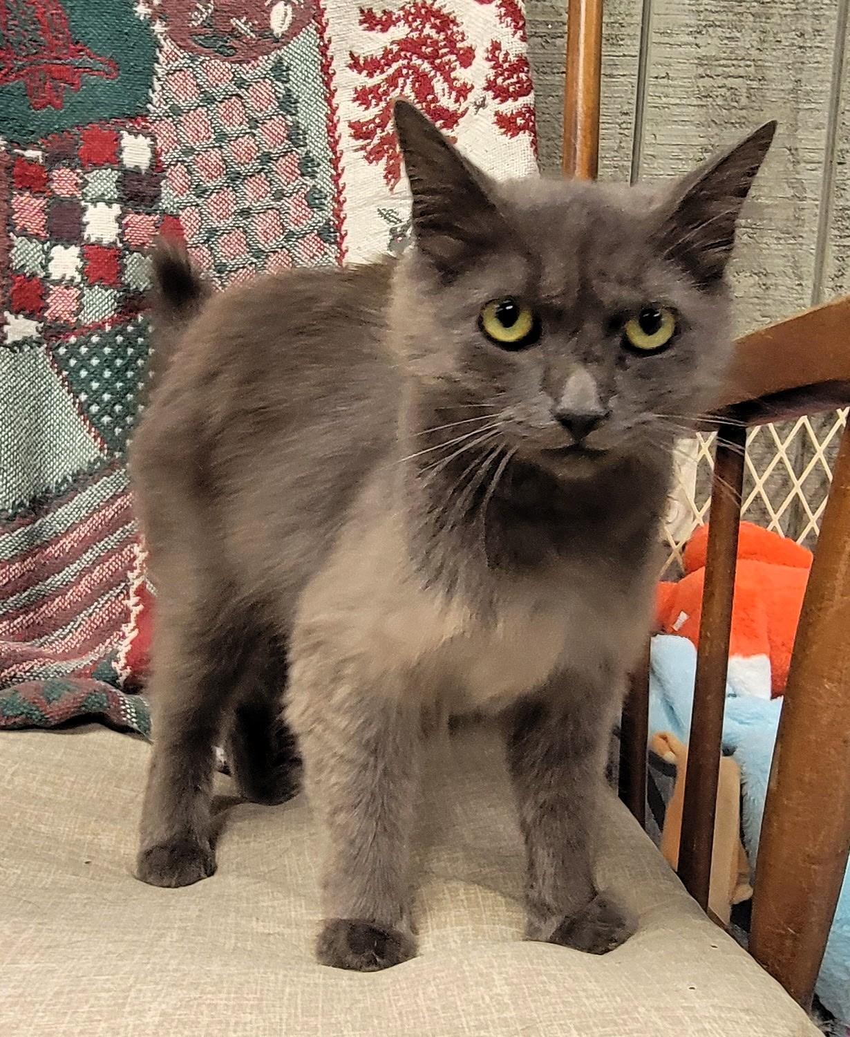 Enlarge Miss Trudie, a Adoptable mixed breed in Frederick, MD image 4/6