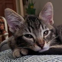Finch, Baby Male Tabby