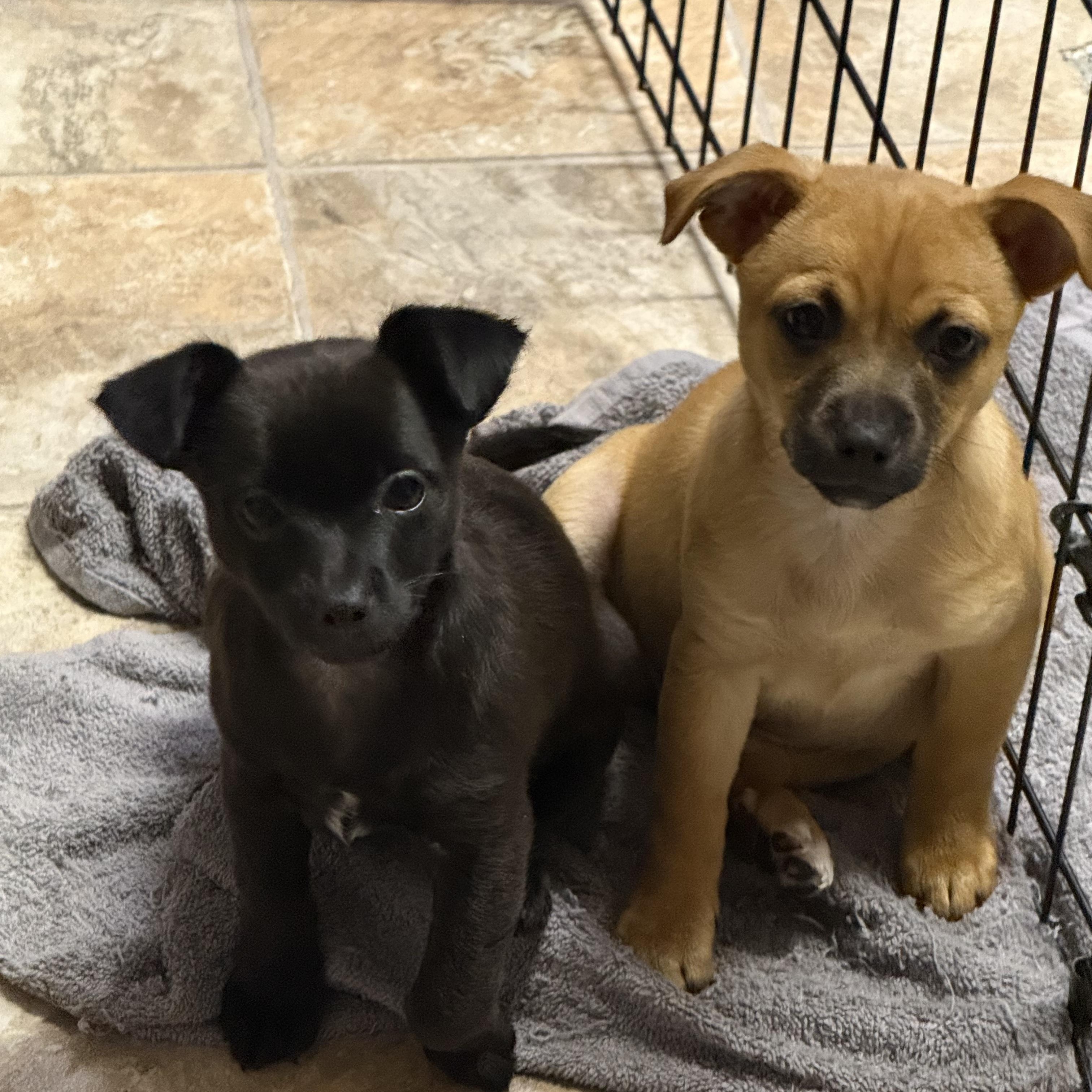 Enlarge Astro, an adopted mixed breed in Pleasanton, CA image 5/5